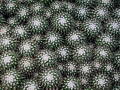 Foto Precedente: cactus