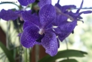 Foto Precedente: orchidea