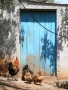 Prossima Foto: Gallo Greco