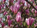 Foto Precedente: Colori di primavera