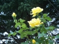 Foto Precedente: rose gialle