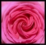 Foto Precedente: Rosa rosa