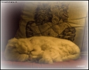 Foto Precedente: Athos: vita da gatti ....