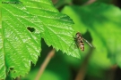 Prossima Foto: VESPA SU FOGLIA MACRO