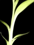 Foto Precedente: bamboo