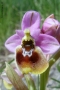 Foto Precedente: Ophrys tenthredinifera