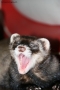 Prossima Foto: lo sbadiglio di marley!!