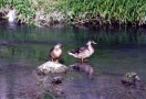 Prossima Foto: compagnia