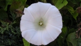 Foto Precedente: da un fiore all'altro