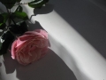Prossima Foto: ombra di rose