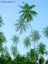 Foto Precedente: palme