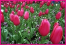 Foto Precedente: Tulipani