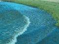 Prossima Foto: mare verde