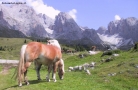Prossima Foto: Cavalli liberi