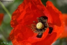 Prossima Foto: "papaver"