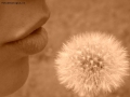 Foto Precedente: Un fiore
