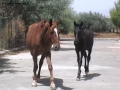 Prossima Foto: Passeggiata in libert