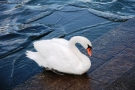 Prossima Foto: metamorfosi di un cigno 4