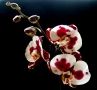 Prossima Foto: phalaenopsis