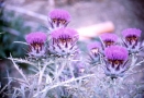 Prossima Foto: Fiori di carciofo