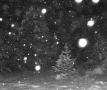 Prossima Foto: nel bosco, di notte, sotto la neve