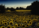 Prossima Foto: ..campo di girasoli...