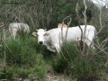 Prossima Foto: mucche da montagna al pascolo