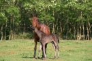 Prossima Foto: Amore materno