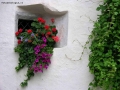 Foto Precedente: fiori alla finestra