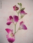 Prossima Foto: Orchidea