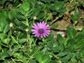 Prossima Foto: CAFARNAO UN FIORE NELLA SINAGOGA