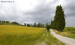 Foto Precedente: i cipressi