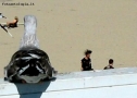 Foto Precedente: guardando il mare