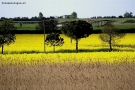 Foto Precedente: panorama agricolo 2