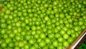 Foto Precedente: piccole mele verdi