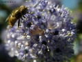 Prossima Foto: Fiore e insetto