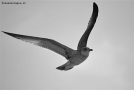 Prossima Foto: Volare