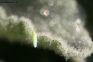 Prossima Foto: macro