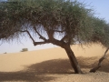 Albero nel deserto