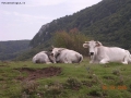 Prossima Foto: famigliola