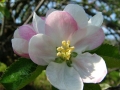 Foto Precedente: fiore di melo