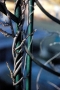 Foto Precedente: il vecchio glicine