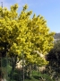L'albero della mimosa