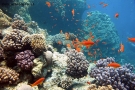 Foto Precedente: panoramica barriera corallina