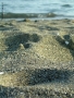 Prossima Foto: piccole dune