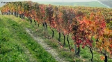 Foto Precedente: verso l'autunno