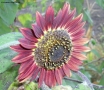 Prossima Foto: girasole