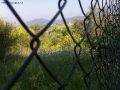 Prossima Foto: ...d'azzurro,di giallo e pervinca...