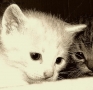 Prossima Foto: cuccioli