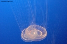 Foto Precedente: meduse bianche
